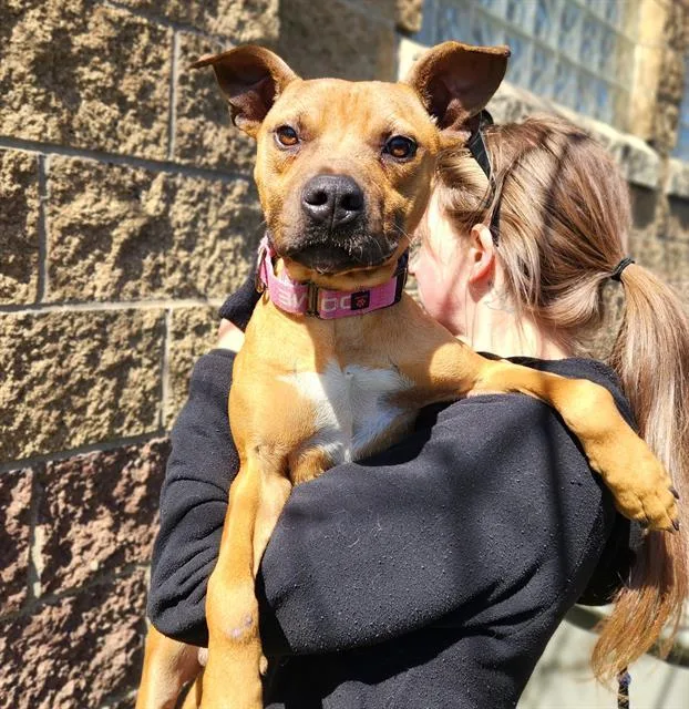 A young medium-sized male Pit Bull Terrier dog named Chipmunk for adoption in Minneapolis, MN