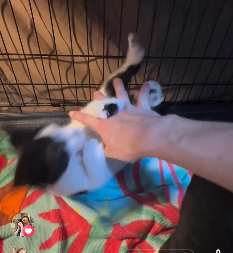 A baby small-sized female White Domestic Short Hair cat named Cowgirl for adoption in East Brunswick, NJ