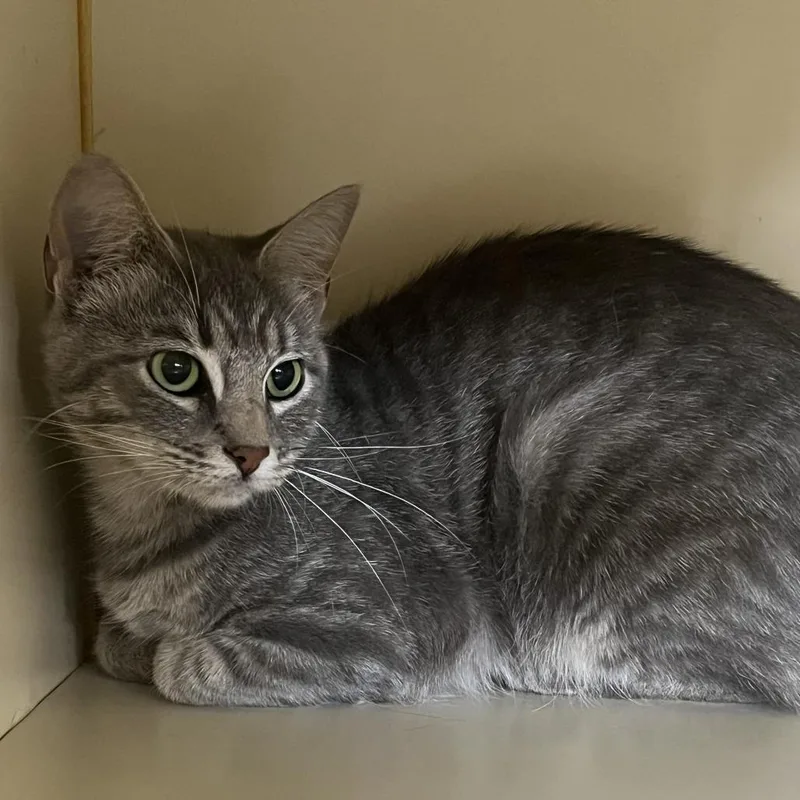 An adult medium-sized female Gray / Blue / Silver Domestic Short Hair cat named Pepper for adoption in Idaho Falls, ID