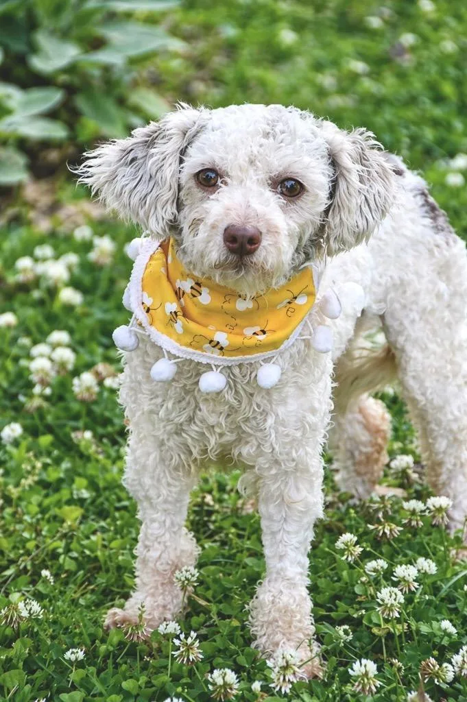 A young small-sized female Bichon Frise dog named Halo for adoption in Princeton, MA