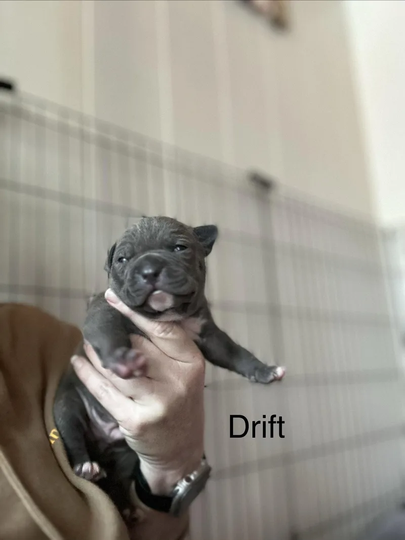 A baby medium-sized male American Staffordshire Terrier dog named Ocean's Coastal Crew for adoption in San Diego, CA