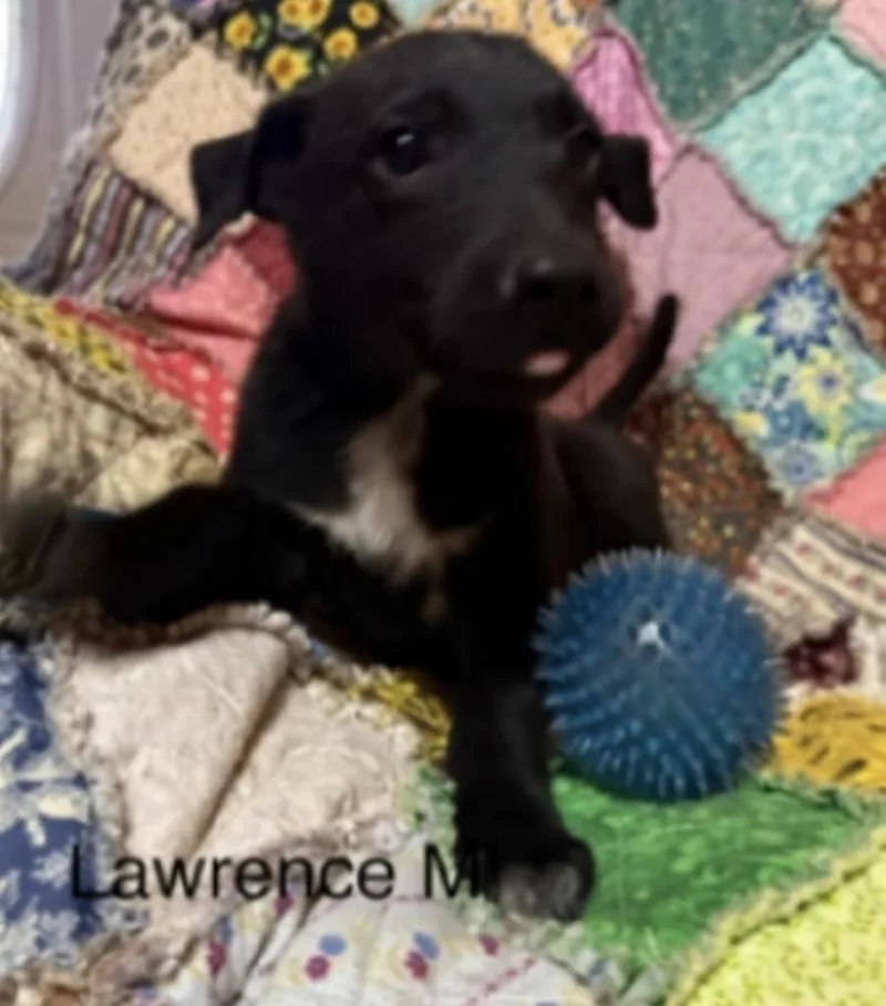 A baby large-sized male Black Labrador Retriever dog named Lawrence for adoption in Parma, OH