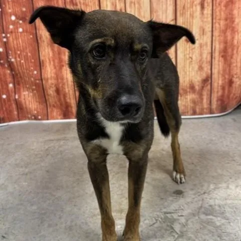 A young medium-sized male Bicolor Dutch Shepherd dog named Archie for adoption in Williston, VT