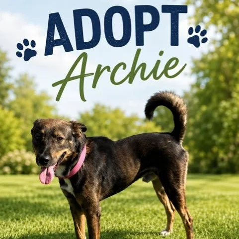 Archie thumbnail 3