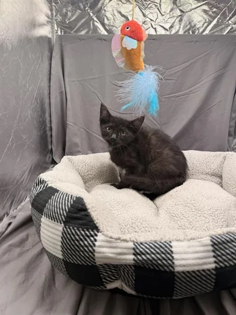 An adult small-sized female Domestic Short Hair cat named Dora for adoption in Appling, GA