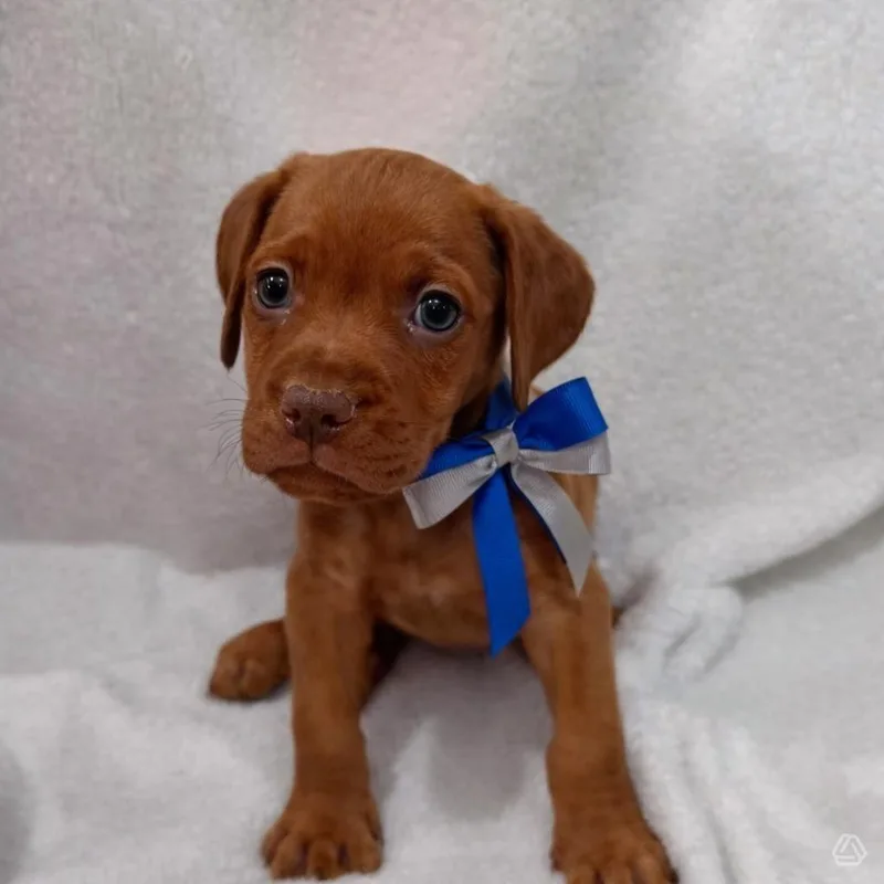 A baby medium-sized male Golden Doberman Pinscher dog named Bluegill for adoption in Aguanga, CA