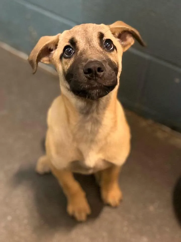 A young large-sized male Terrier dog named Darwin for adoption in Clarkesville, GA