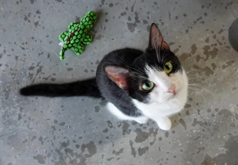 An adult medium-sized female Black & White / Tuxedo Domestic Short Hair cat named Patience for adoption in Boise, ID