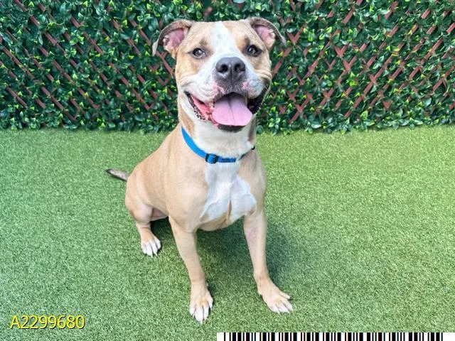 An adult extra large-sized male Mixed Breed dog named Thor for adoption in West Palm Beach, FL