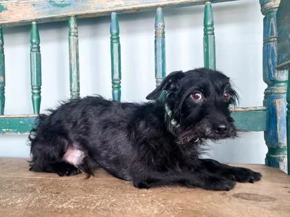 An adult small-sized male Dachshund dog named Rufus for adoption in San Antonio, TX