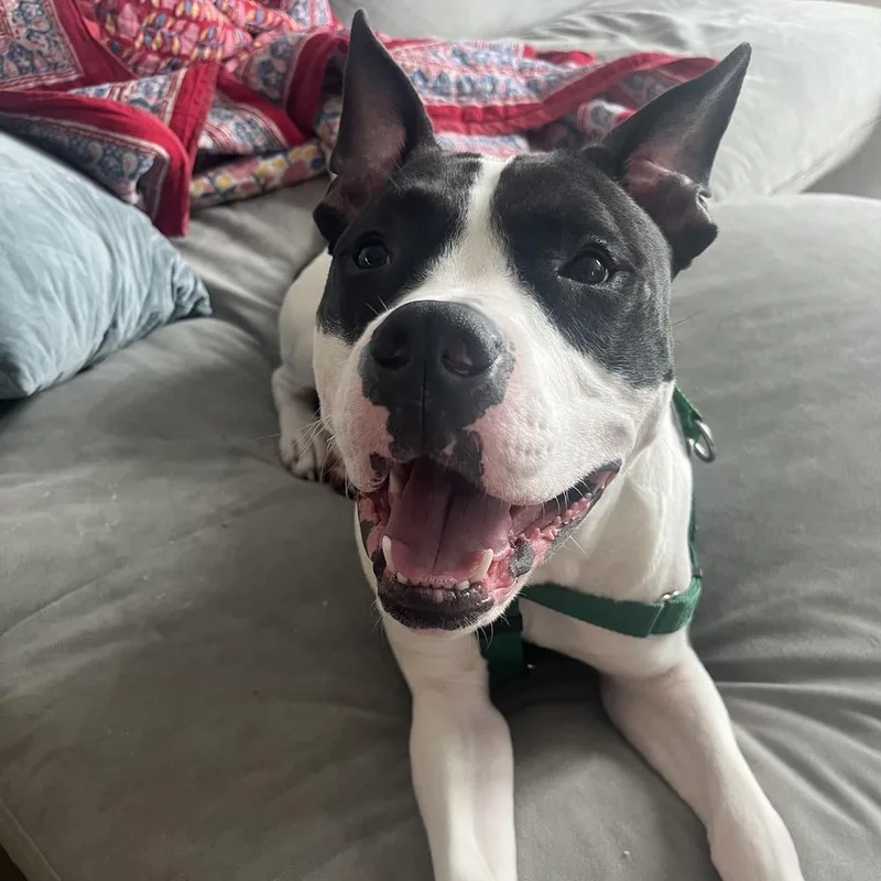 An adult medium-sized male Tricolor (Brown, Black, & White) American Staffordshire Terrier dog named Moses for adoption in Long Island City, NY