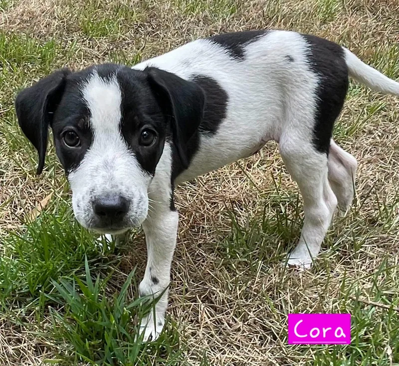 Cora