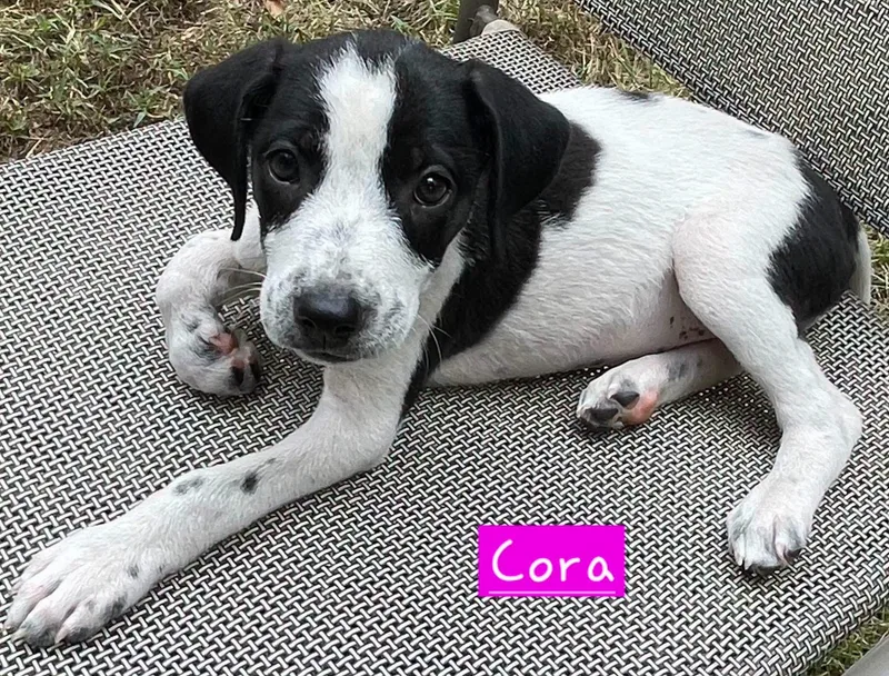 Cora thumbnail 2