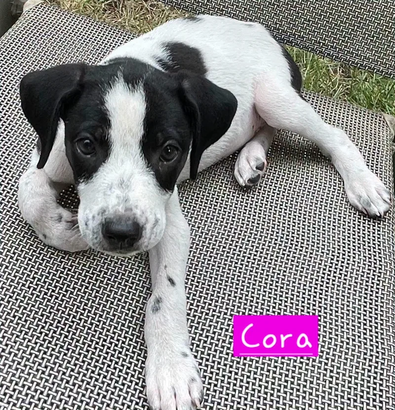 Cora thumbnail 3