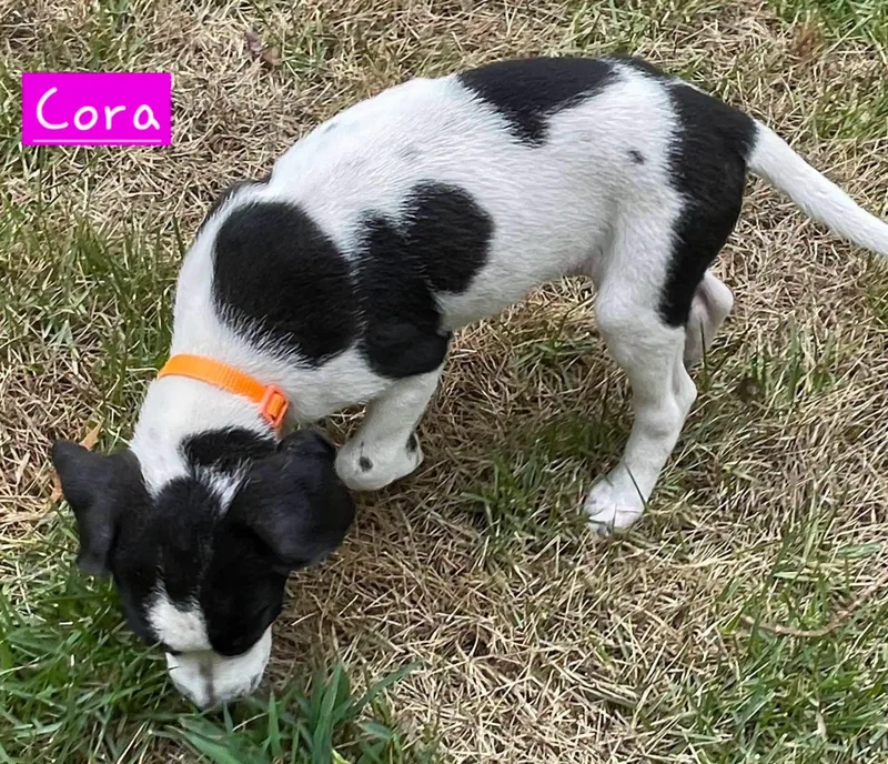 Cora thumbnail 5