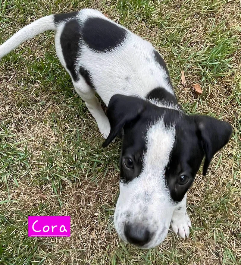Cora thumbnail 6