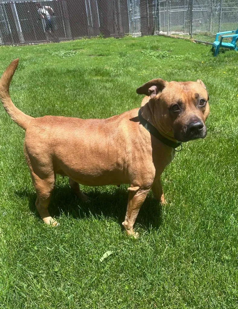 A senior medium-sized female Pit Bull Terrier dog named Baby Girl for adoption in Marion, OH