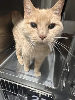 An adult medium-sized male Domestic Short Hair cat named Jerry for adoption in West Chester, PA