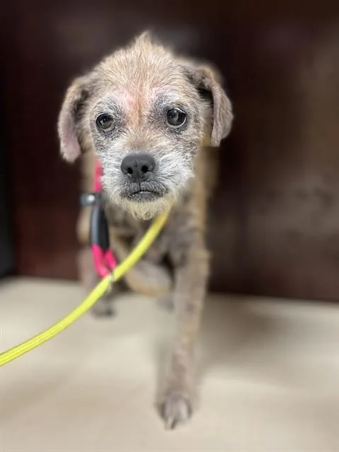An adult small-sized female Border Terrier dog named Bubbles for adoption in Aliquippa, PA