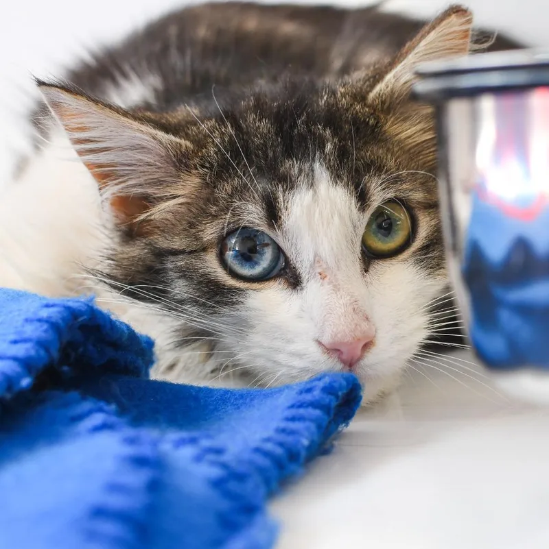 A baby medium-sized male Domestic Short Hair cat named Keanu for adoption in Ewing, NJ