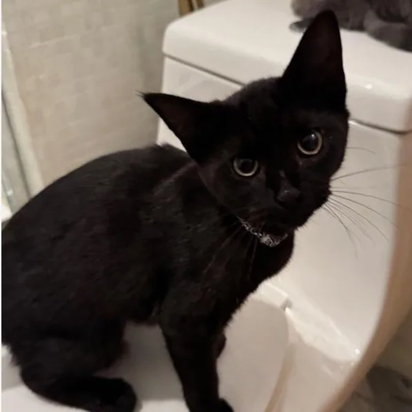 A baby medium-sized female Black Domestic Short Hair cat named Raven for adoption in atlanta, GA