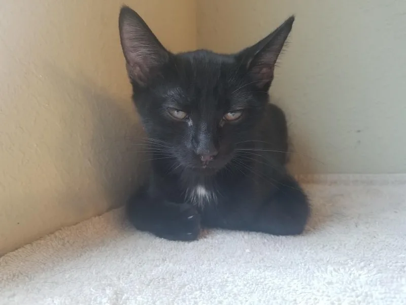 A baby small-sized male Domestic Short Hair cat named Asher for adoption in Darien, GA