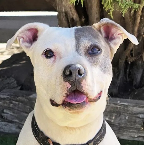 A young medium-sized female Pit Bull Terrier dog named Beautiful Ms Babe for adoption in Albuquerque, NM