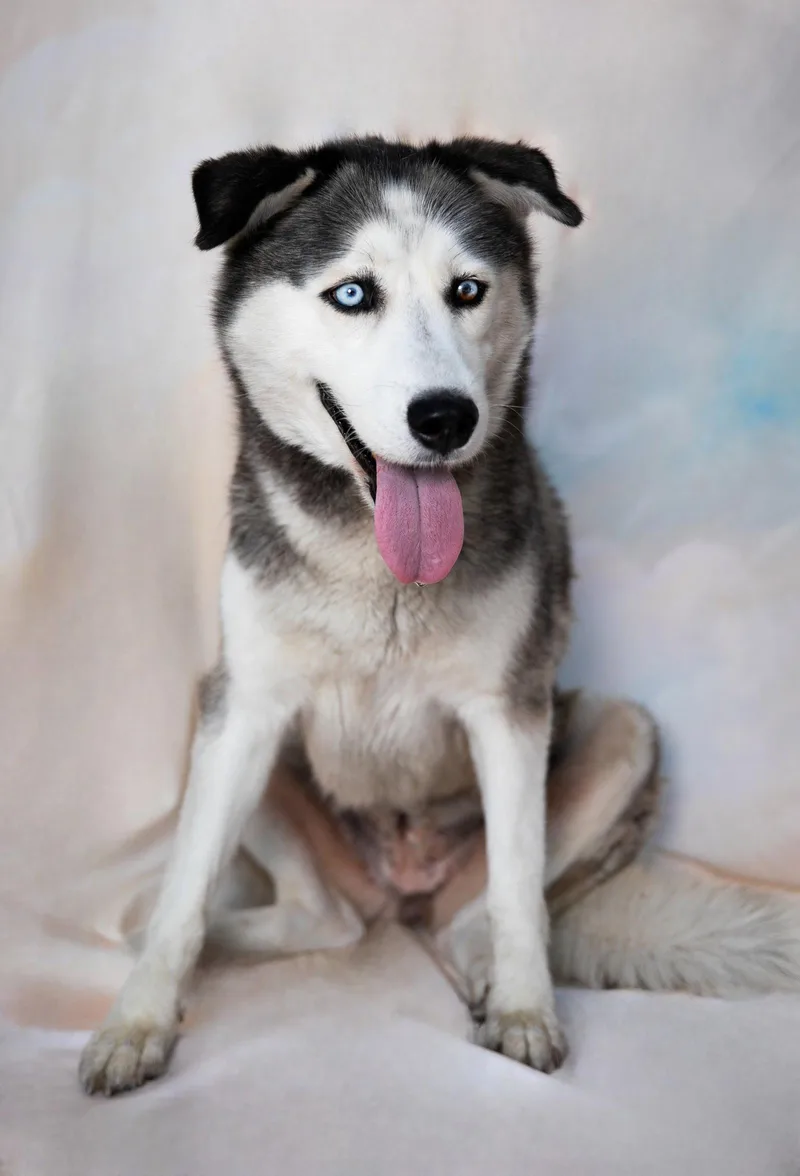 An adult medium-sized female Siberian Husky dog named Heidi for adoption in Pasadena, CA