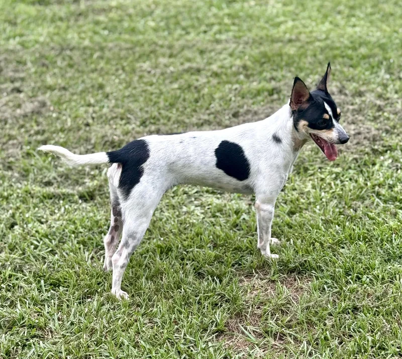 A young small-sized female Rat Terrier dog named Cookie for adoption in Lucedale, MS