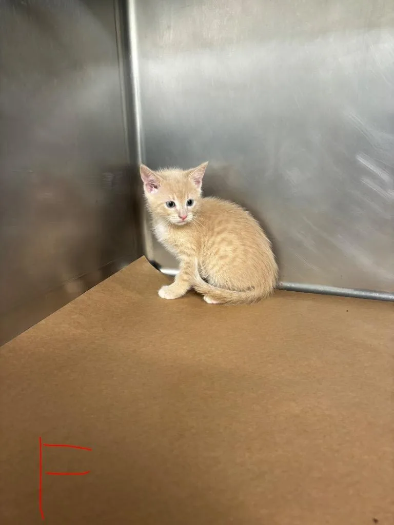 A baby large-sized female Domestic Short Hair cat named Mohawk for adoption in Cartersville , GA