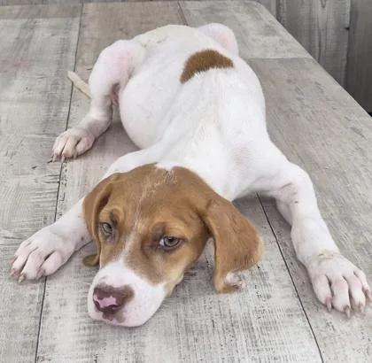 An adult small-sized female Hound dog named Lucky for adoption in Shreveport, LA