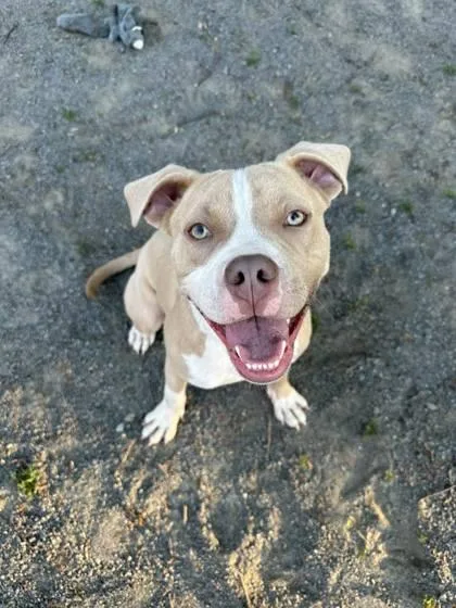 Canelo