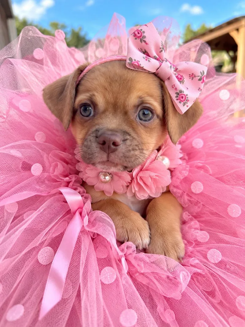 A baby small-sized female Pug dog named Tilly for adoption in Trinity, AL