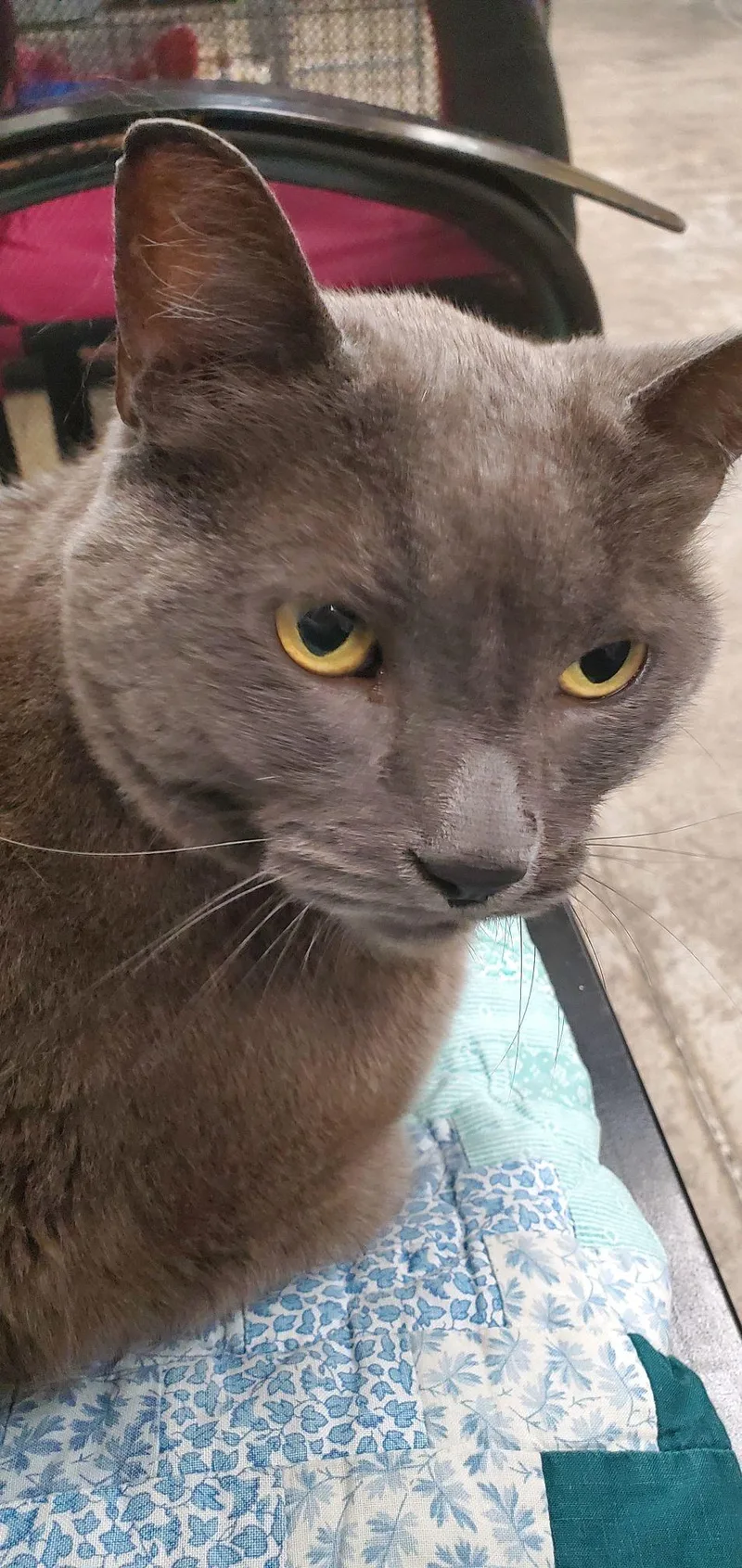 A senior medium-sized male Gray / Blue / Silver Domestic Short Hair cat named Flynn for adoption in Pueblo, CO