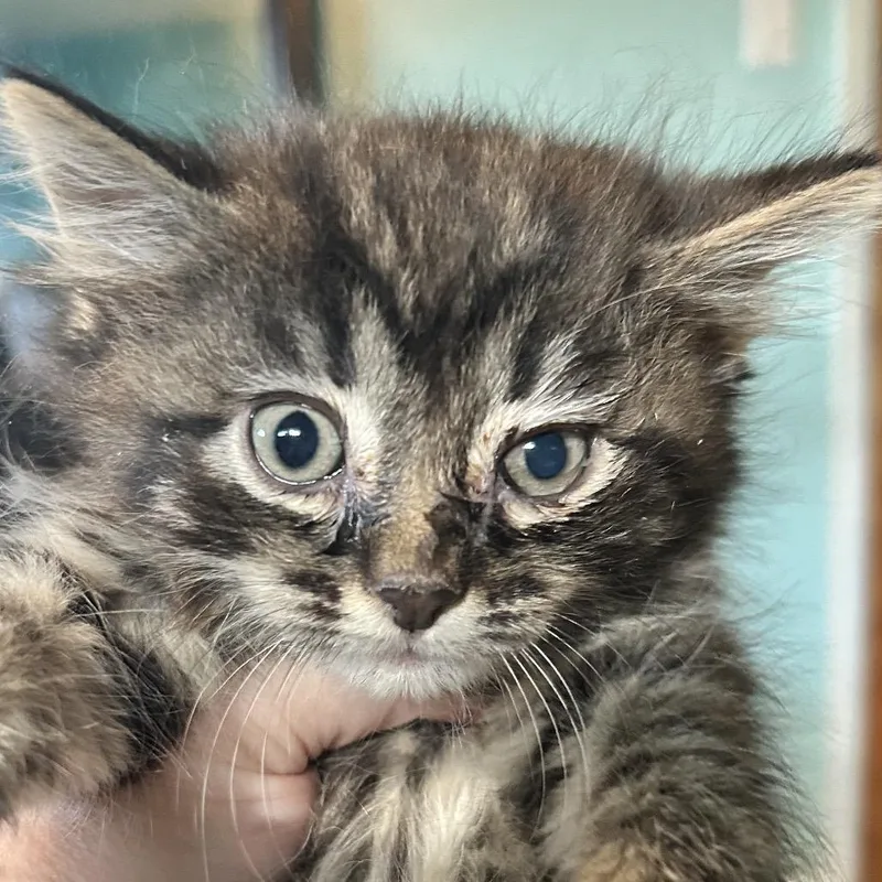 A baby small-sized female Brown / Chocolate Domestic Medium Hair cat named Harlow for adoption in Irwin, PA