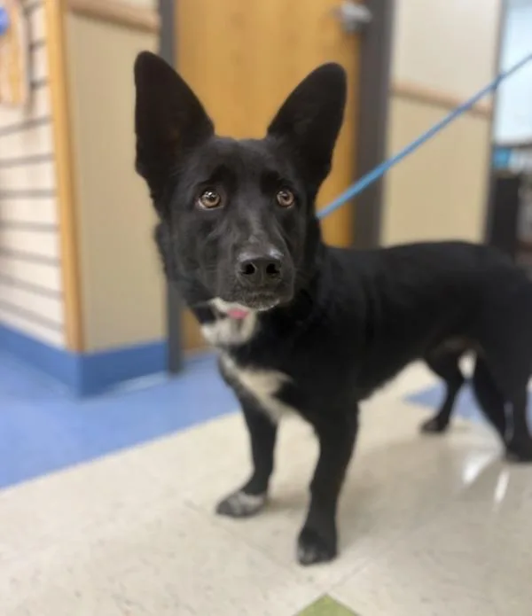An adult small-sized female Corgi dog named Sky for adoption in Sioux City, IA