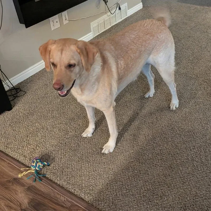 An adult small-sized female White / Cream Labrador Retriever dog named Zoey for adoption in Layton, UT