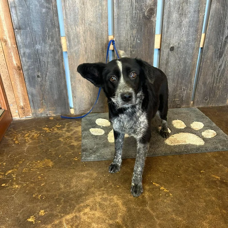 Skunk   $ thumbnail 2