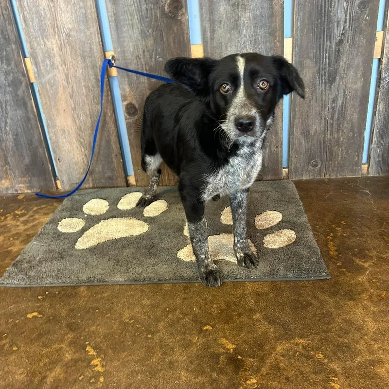 Skunk   $ thumbnail 3