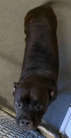 An adult large-sized female Pit Bull Terrier dog named Di  Midnight for adoption in Glen Allen, VA