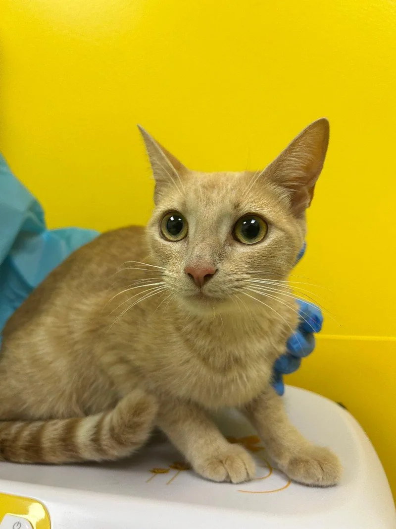 An adult small-sized female Tabby (Buff / Tan / Fawn) Domestic Short Hair cat named Wilmie for adoption in Raleigh, NC