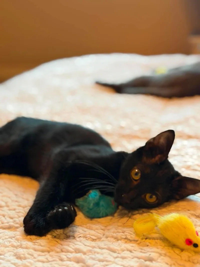 A baby medium-sized male Black Domestic Short Hair cat named Bayu for adoption in Houston, TX