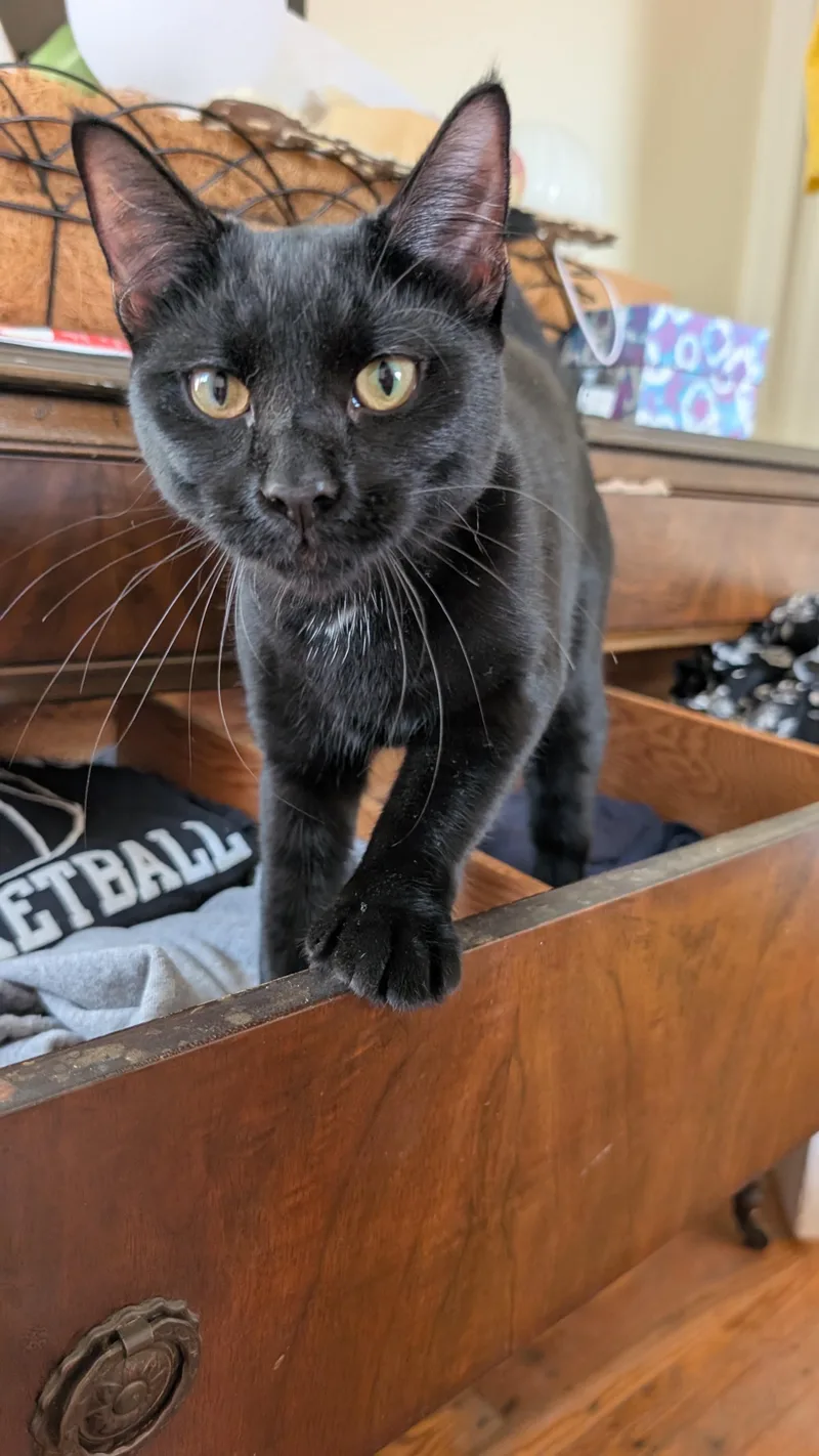 A young medium-sized female Domestic Short Hair cat named Luna for adoption in Philadelphia, PA