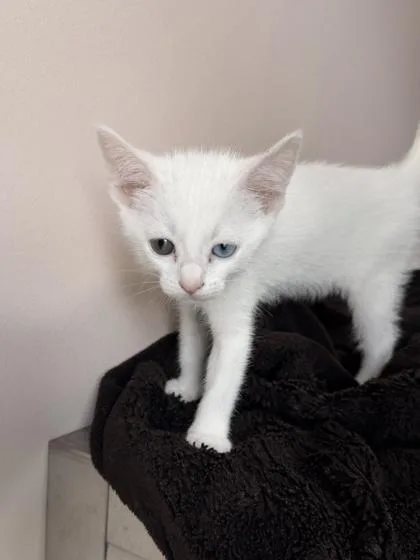 An adult small-sized female Domestic Short Hair cat named Snowflake for adoption in Barnesville, GA