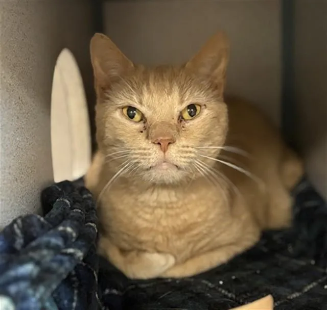 An adult small-sized male Domestic Short Hair cat named Pug for adoption in Aliquippa, PA