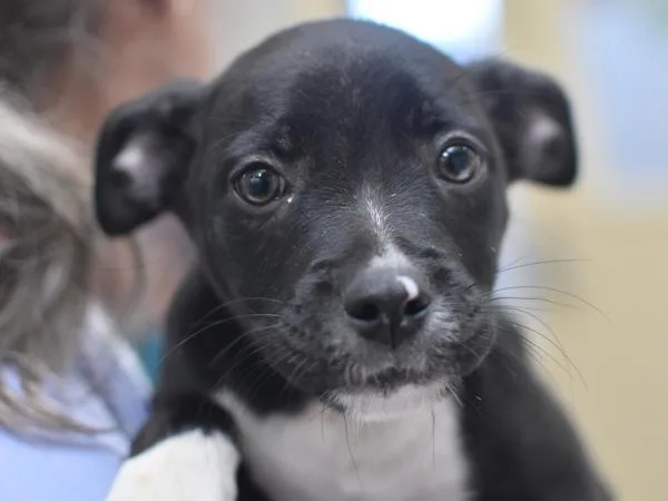 A baby small-sized female Pit Bull Terrier dog named Berry Picking for adoption in Portland, OR