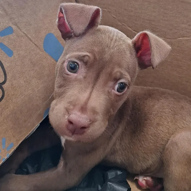 A baby small-sized female Brown / Chocolate Terrier dog named Nyla for adoption in Montgomery, AL