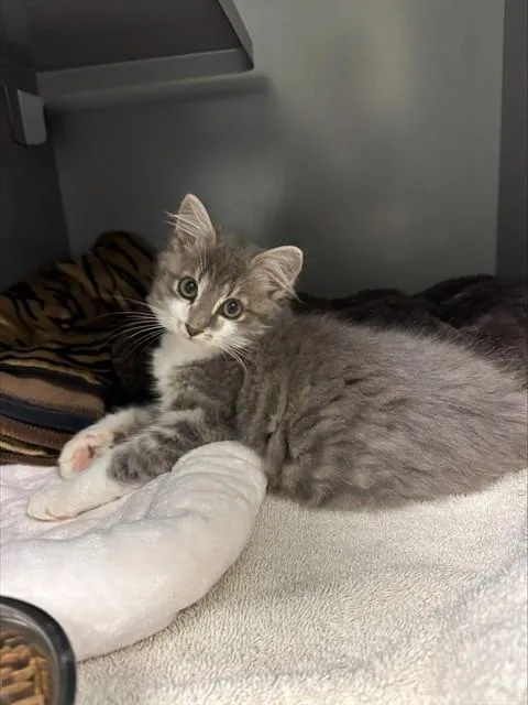 A baby small-sized male Domestic Long Hair cat named Thor for adoption in Leesburg, VA