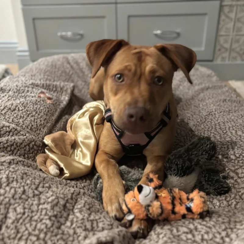 A young medium-sized female Brown / Chocolate Mixed Breed dog named Butterscotch for adoption in San Francisco, CA