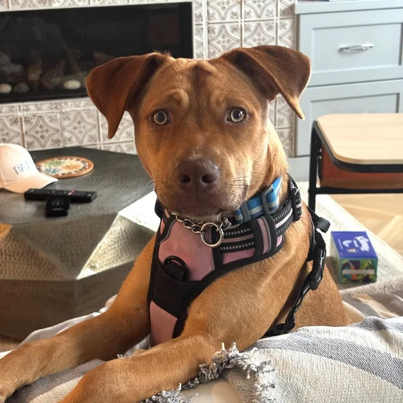 Butterscotch thumbnail 3